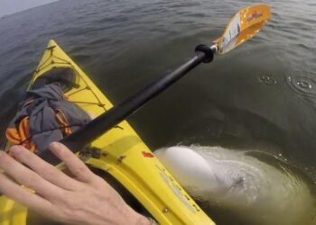 Man sings in his kayak, then an animal pops up below him and sings with him
