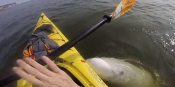 Man sings in his kayak, then an animal pops up below him and sings with him