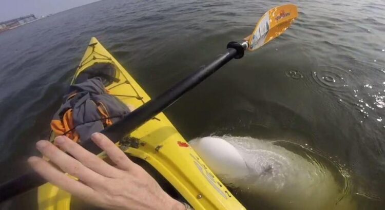 Man sings in his kayak, then an animal pops up below him and sings with him