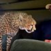 10 Bizarre photos of animals being tired of tourists