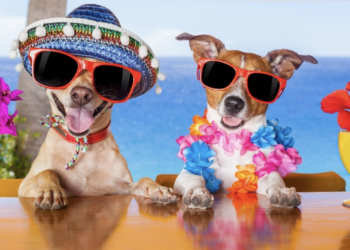 What to know when taking your pet on holiday￼