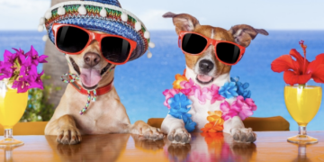 What to know when taking your pet on holiday￼