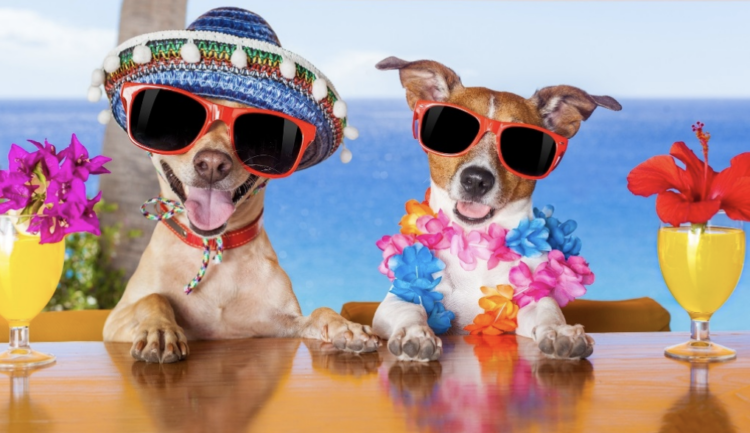 What to know when taking your pet on holiday