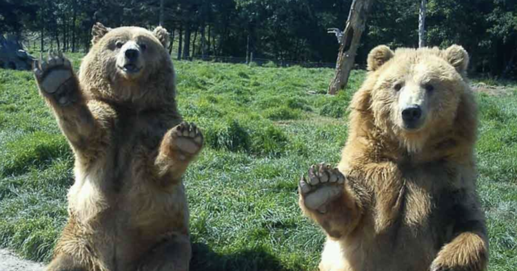 Bears wave at woman during a safari