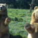 Bears wave at woman during a safari
