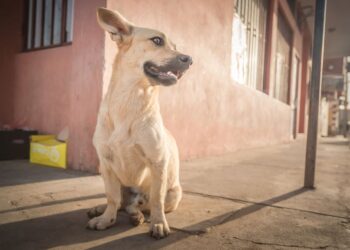 The adorable stray dogs of Cape Verde