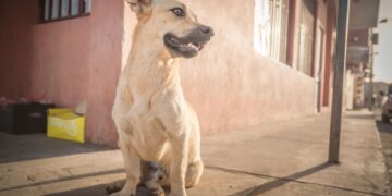 The adorable stray dogs of Cape Verde