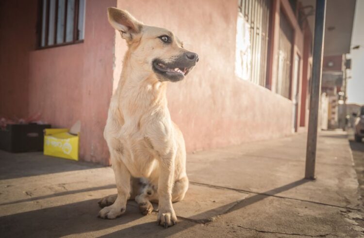 The adorable stray dogs of Cape Verde