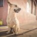 The adorable stray dogs of Cape Verde