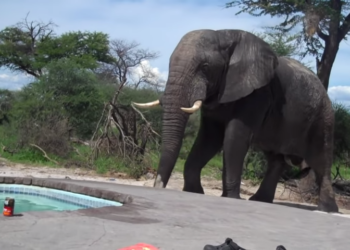 Elephant walks towards the swimming pool, giving tourists the day of their lives