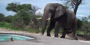 Elephant walks towards the swimming pool, giving tourists the day of their lives
