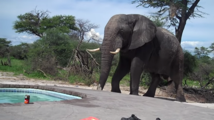Elephant walks towards the swimming pool, giving tourists the day of their lives