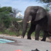 Elephant walks towards the swimming pool, giving tourists the day of their lives