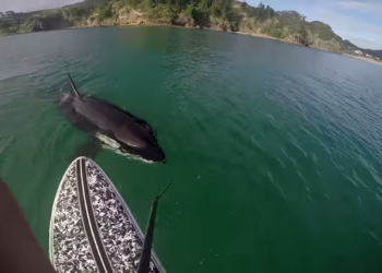 Peddler is surprised by a large curious orca