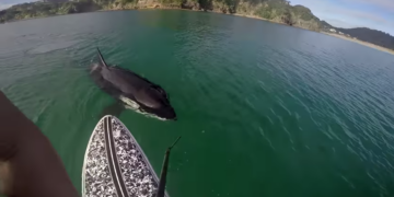 Peddler is surprised by a large curious orca