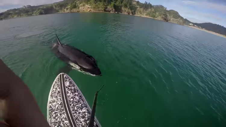 Peddler is surprised by a large curious orca