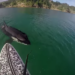 Peddler is surprised by a large curious orca