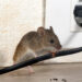 How to get rid of rats and mice in your home naturally?