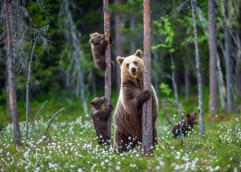 A place where people live with bears