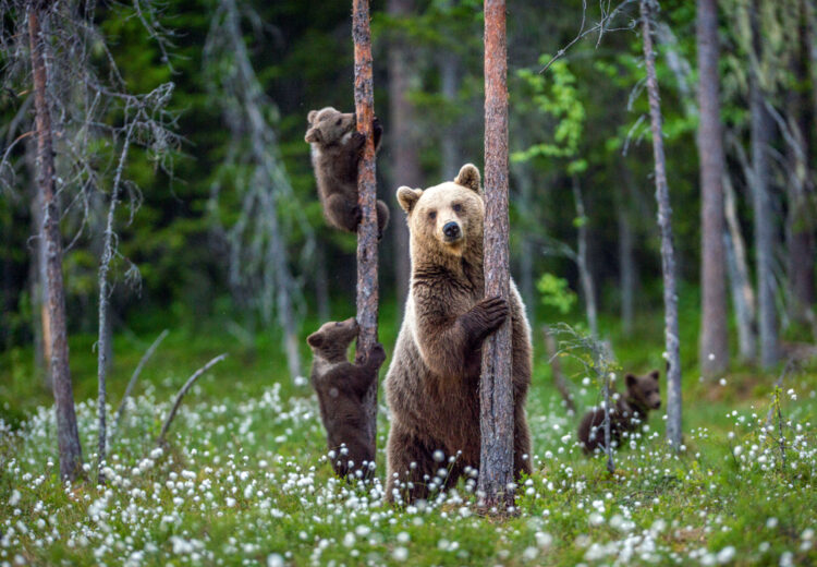 A place where people live with bears