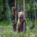 A place where people live with bears