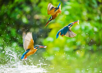 Best places to watch birds around the world