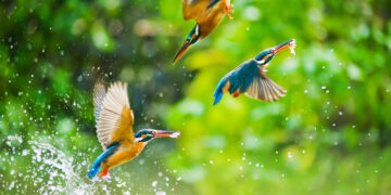 Best places to watch birds around the world