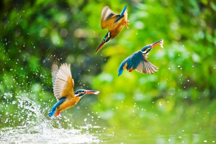 Best places to watch birds around the world