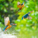 Best places to watch birds around the world