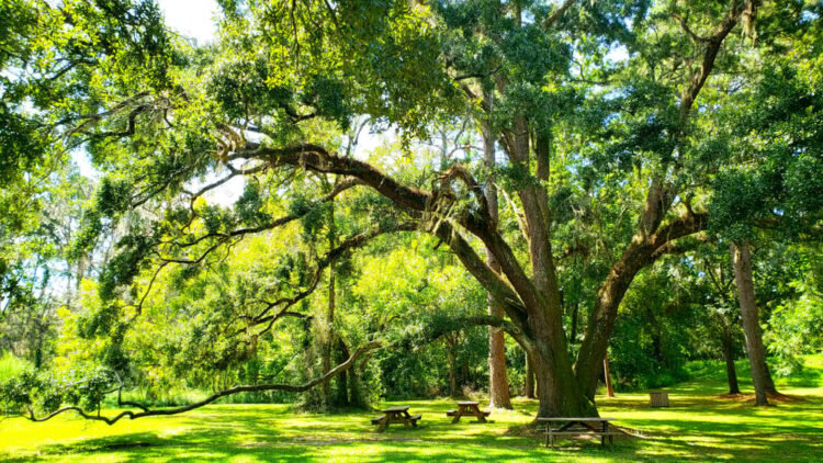 More urban trees will save millions