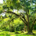 More urban trees will save millions