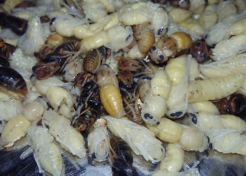 The small Japanese festival promoting wasp eating