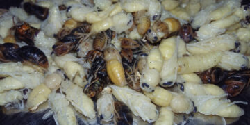 The small Japanese festival promoting wasp eating