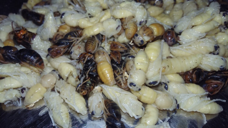 The small Japanese festival promoting wasp eating