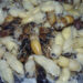 The small Japanese festival promoting wasp eating