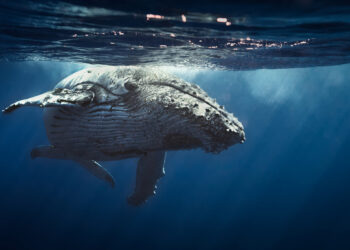 Best spots for whale watching