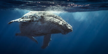 Best spots for whale watching