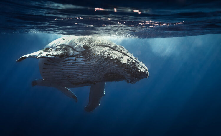 Best spots for whale watching