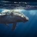 Best spots for whale watching