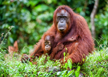 Have you considered eco-volunteering?
