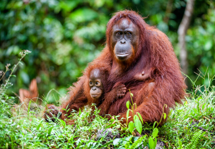 Have you considered eco-volunteering?