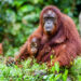 Have you considered eco-volunteering?