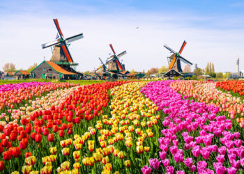 Why should go to the Netherlands