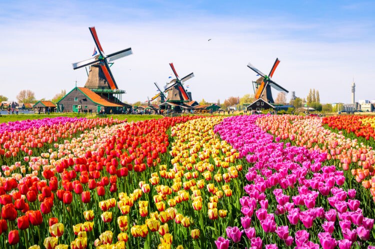 Why should go to the Netherlands