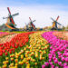 Why should go to the Netherlands
