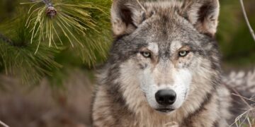 High-tech wolf keeps bears at bay in Japanese town