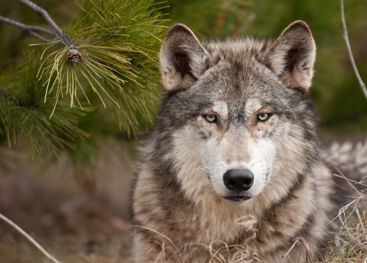 High-tech wolf keeps bears at bay in Japanese town