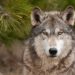 High-tech wolf keeps bears at bay in Japanese town