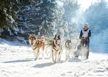 7 Reasons why you should visit Lapland in 2019!