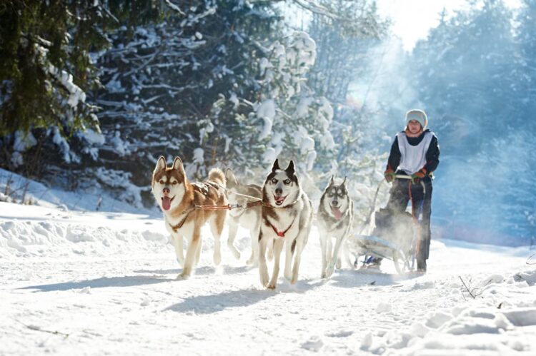7 Reasons why you should visit Lapland in 2019!
